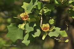 Liriodendron tulipifera